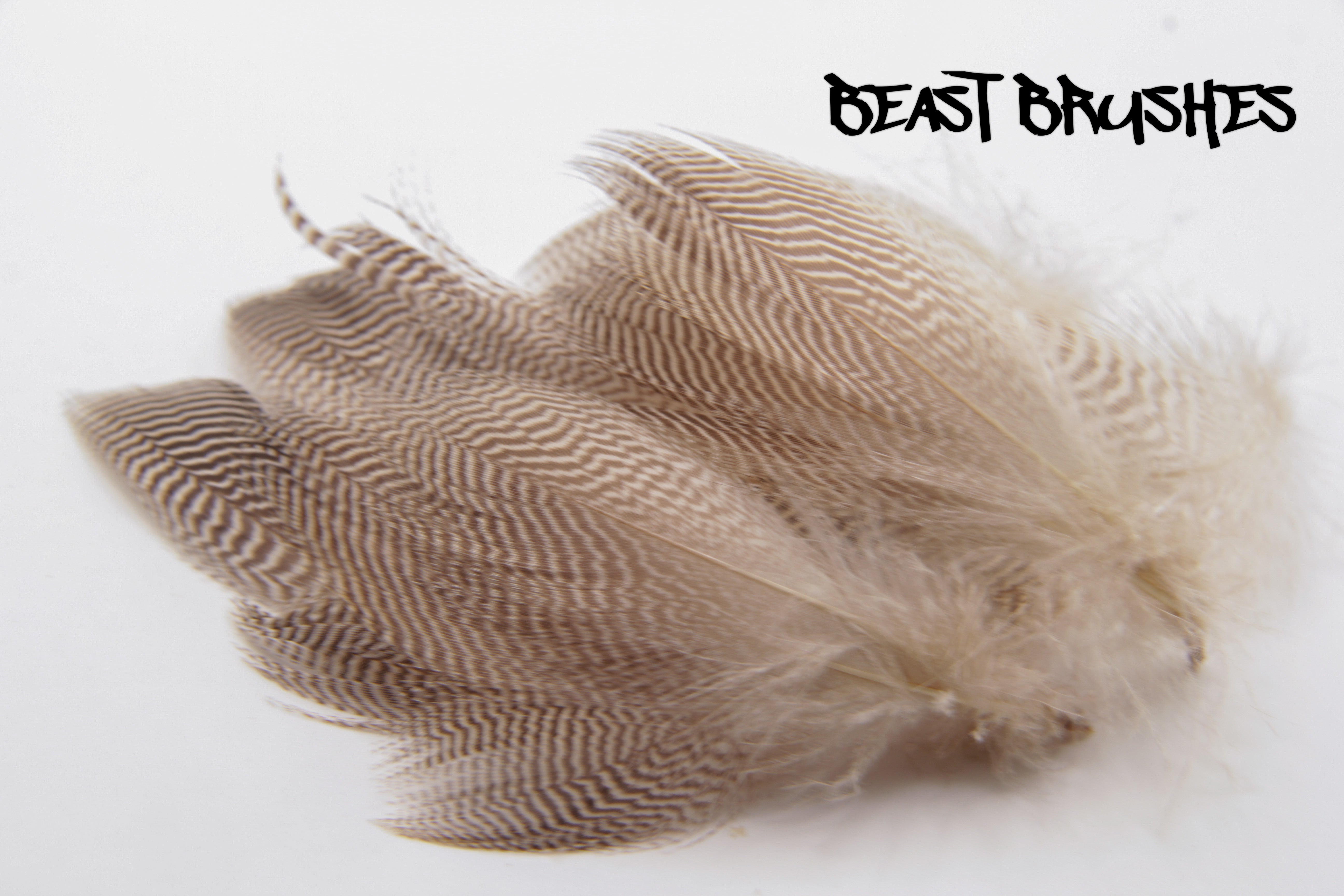 セール！ Feather and Brush：オーストラリア鳥類芸術300年 洋書『Feather and Brush：300年のオーストラリア鳥類の芸術』